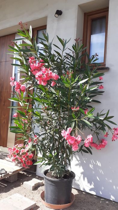 Oleander różowy i biały