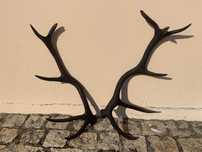 haste veado  (cervus)