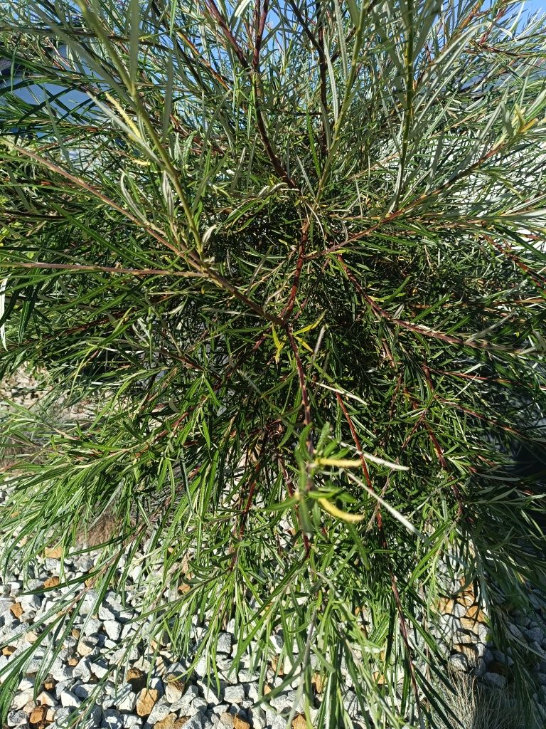 Wierzba palmowa srebrnolistna