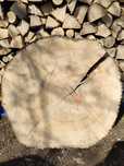 Plastry plaster drewna jesion duże