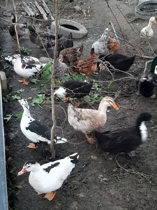 Kaczki , dworki,  ruańskie, francuzy