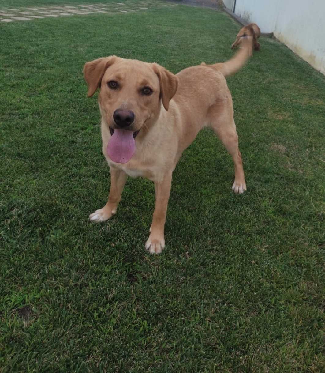 Oferta Labrador Retrevier