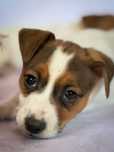 Jack Russell Terrier – FCI (ZKwP) | Pakiet startowy | Suczka