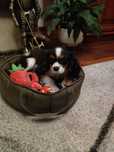 Cavalier King Charles spaniel