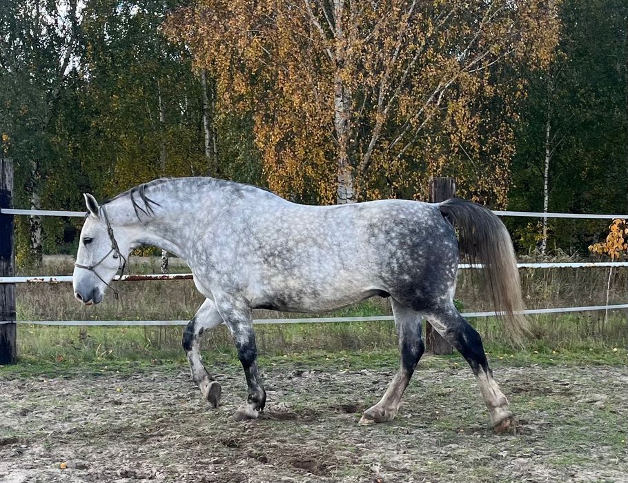 Koń śląski - wałach