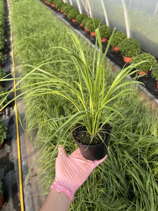 Trawa pampasowa biała różowa sadzonki 40 cm p10 cortaderia ozdobna