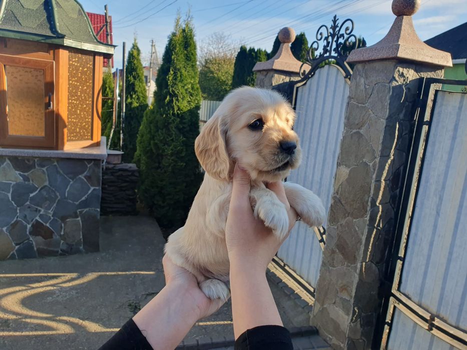 Англійський кокер-спаніель