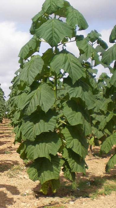 Drzewo tlenowe Paulownia ShanTong Oxytree sadzonki producent