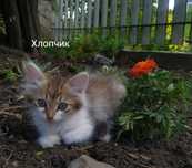 Віддам кошенят в добрі руки