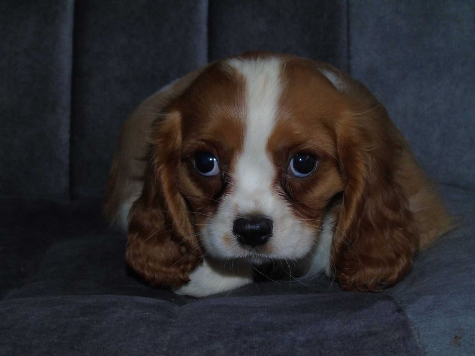 Cavalier King Charles Spaniel chłopiec