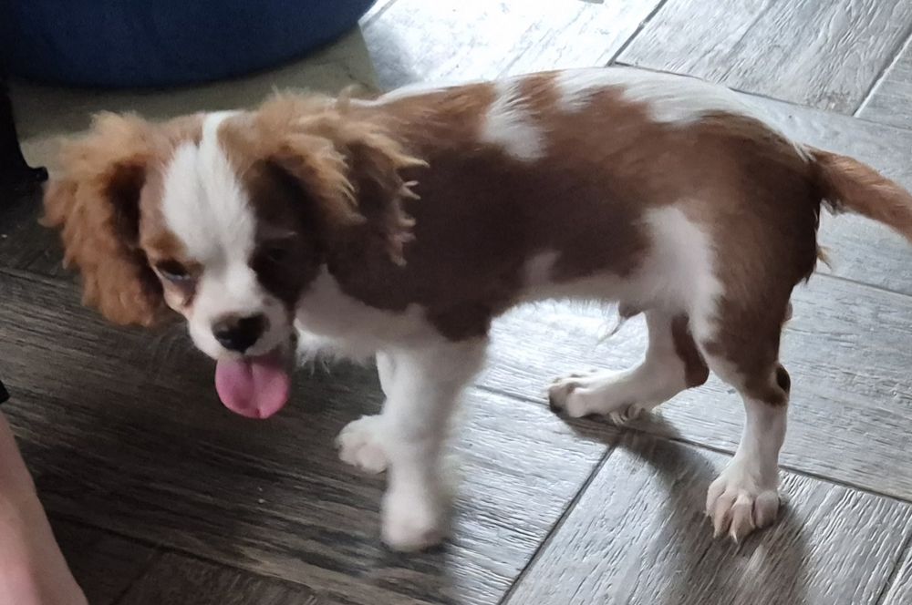 Sprzedam pieska rasy Cavalier