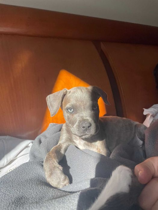 Cachorrinhos de 2 meses