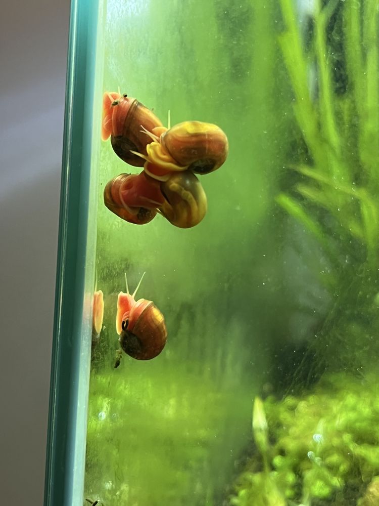 Caracóis de aquário