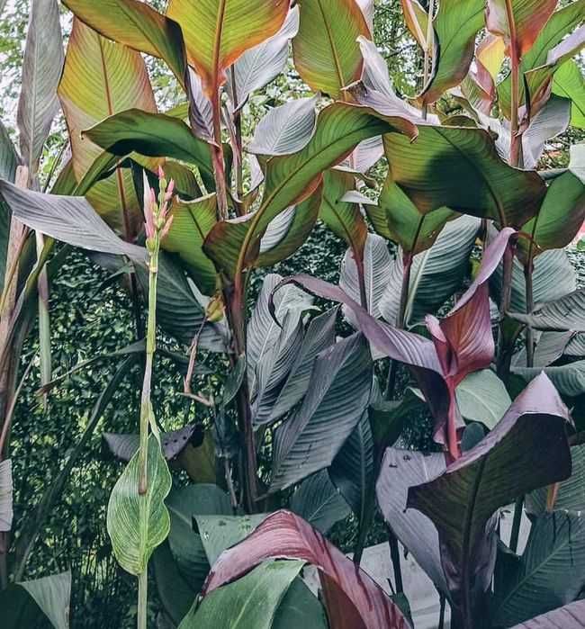 Kanny dla Pani Katarzyny