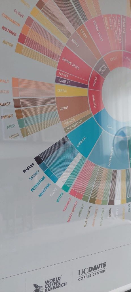 Nowy Plakat w ramie kawa coffee specialty  flavor wheel