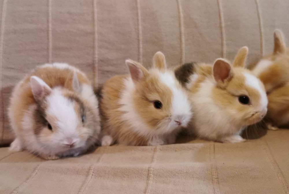 KIT Coelhos anões mini holandês e minitoy super meigos