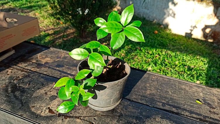 Ora-pro-nobis - Planta comestível