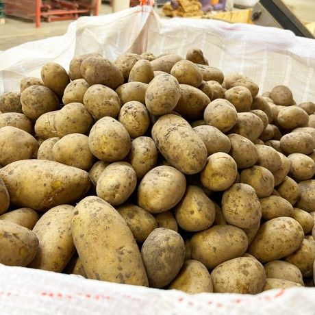 Картопля велика домашня