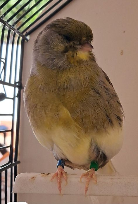 Canários disponiveis