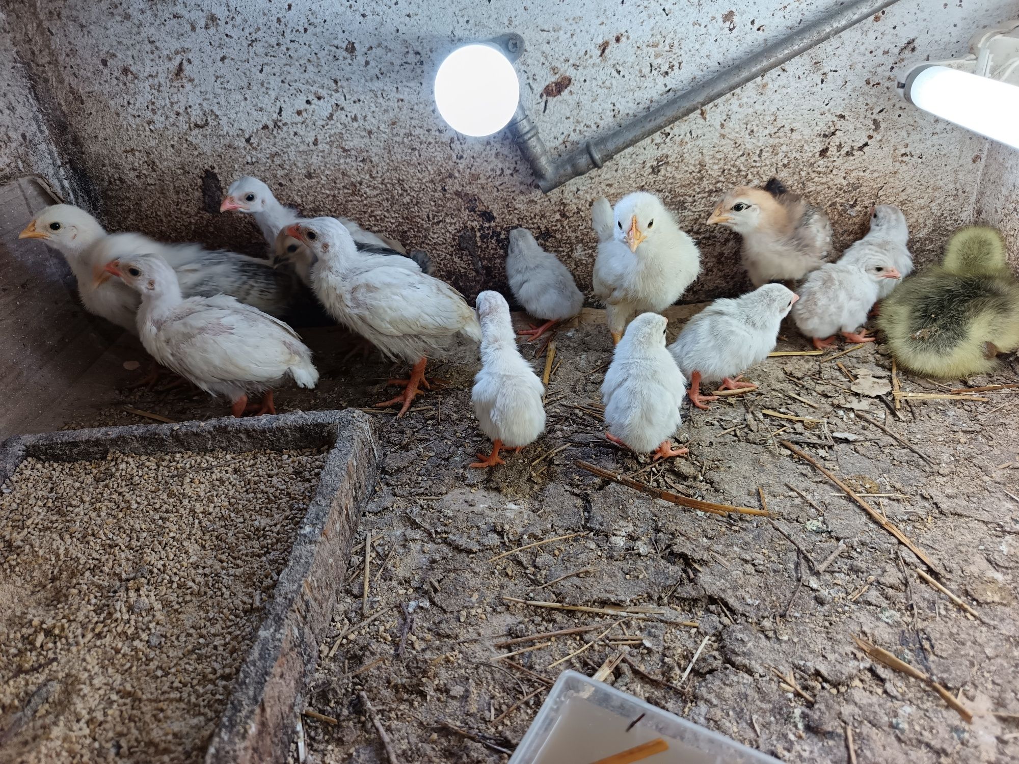 Vendo ovos de fracas brancas /  cocós  novas