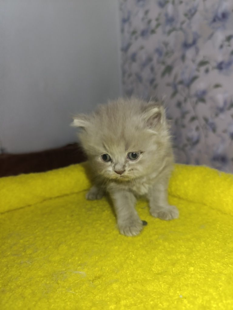 Кошенята скотіш фолд