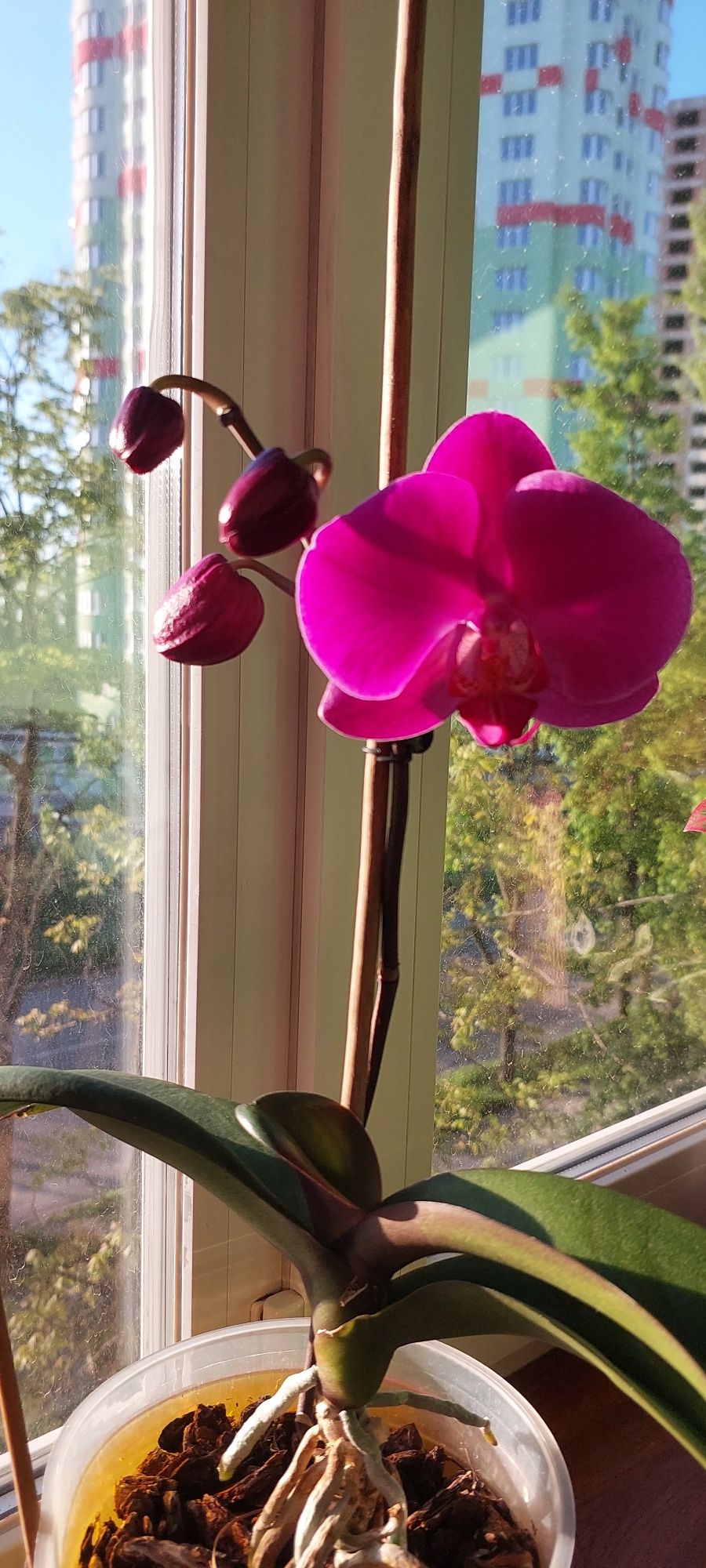 Орхидея фалеонопсис