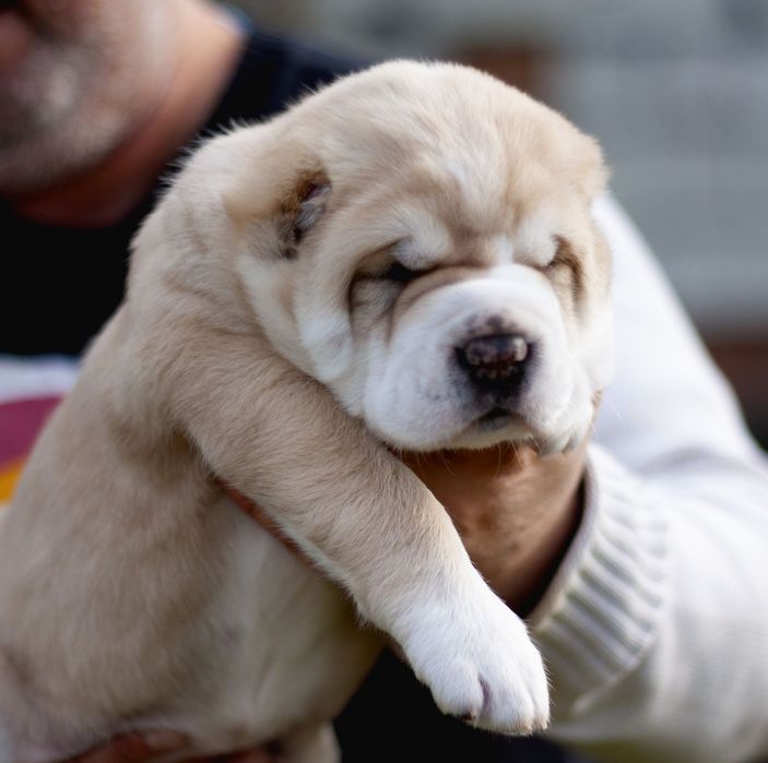 Шикарная девочка САО ,Алабай