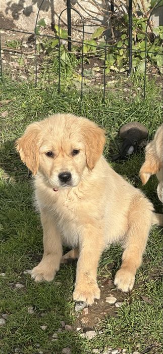 Golden Retriever - suczka
