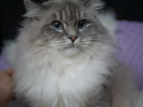 Ragdoll Champion reproduktor blue mitted lynx, FPL