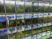 Guppies, Espadas, Molly e Platy. Agora com loja