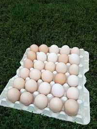 jajka jaja wiejskie
