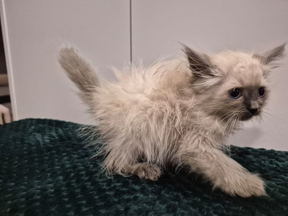 po Championach rodowód FPL FIFE Neva Masquerade kotka kot Syberyjski