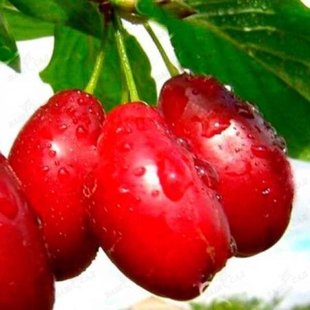 Продам саженцы плодовых деревьев