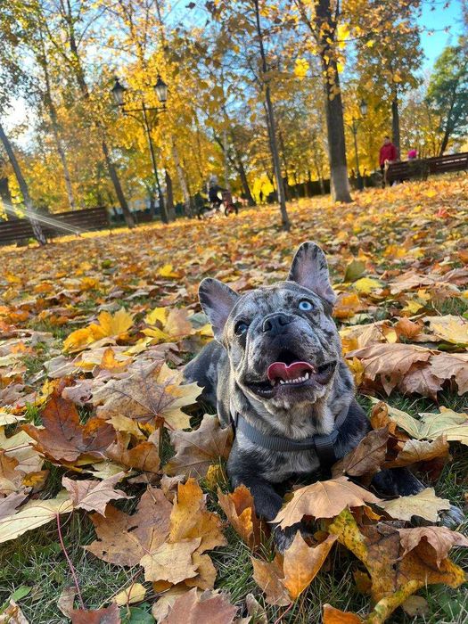 Вязка Французского бульдога. Мерле