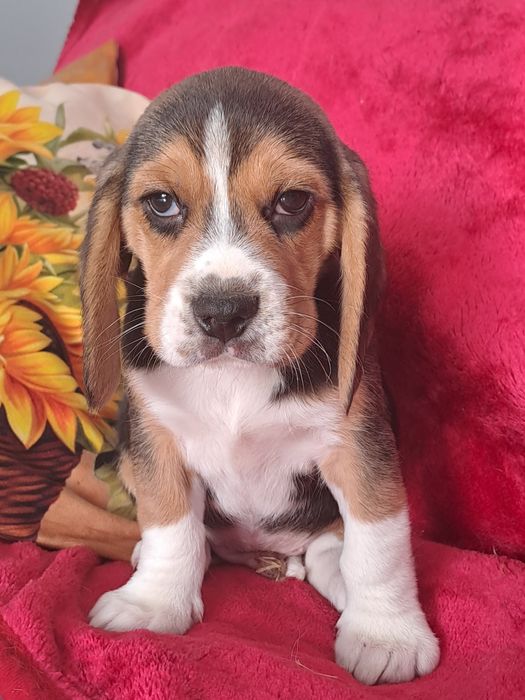 Beagle śliczny piesek.