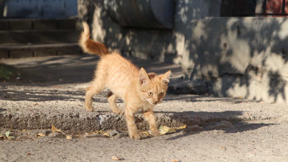 Гарні котята - Віддам