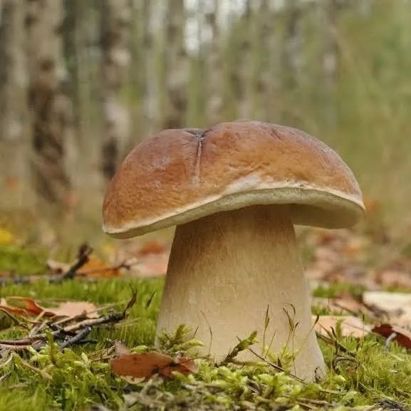 Suszone grzyby prawdziwek 17zl