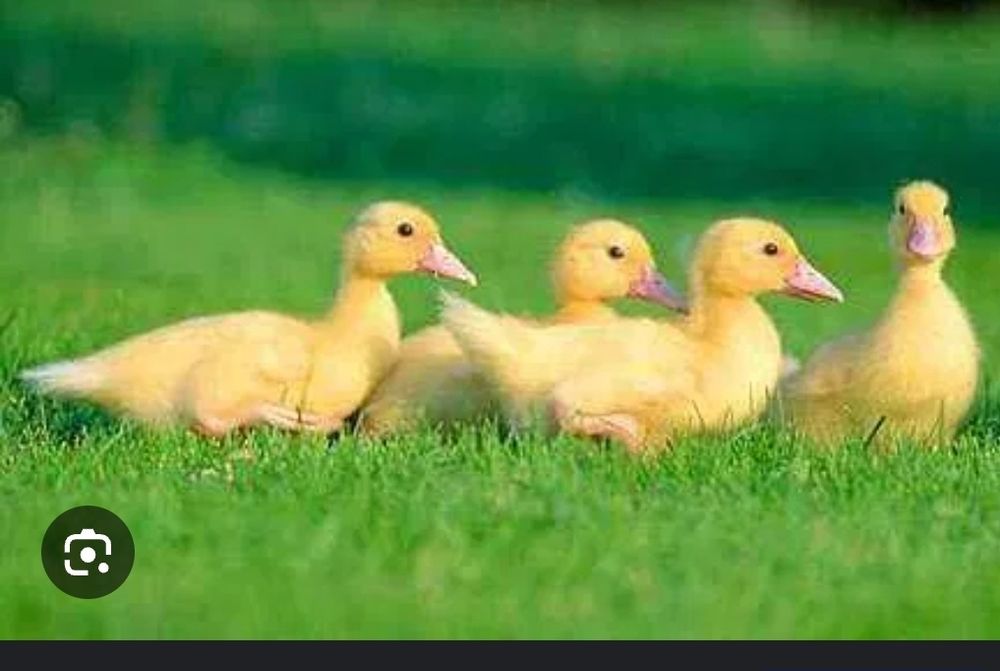 Інкубаційне яйце качки