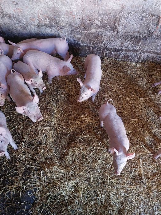 Продам поросят мясної породи