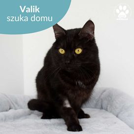 Łagodny kocurek do adopcji! Poznajcie Valika!