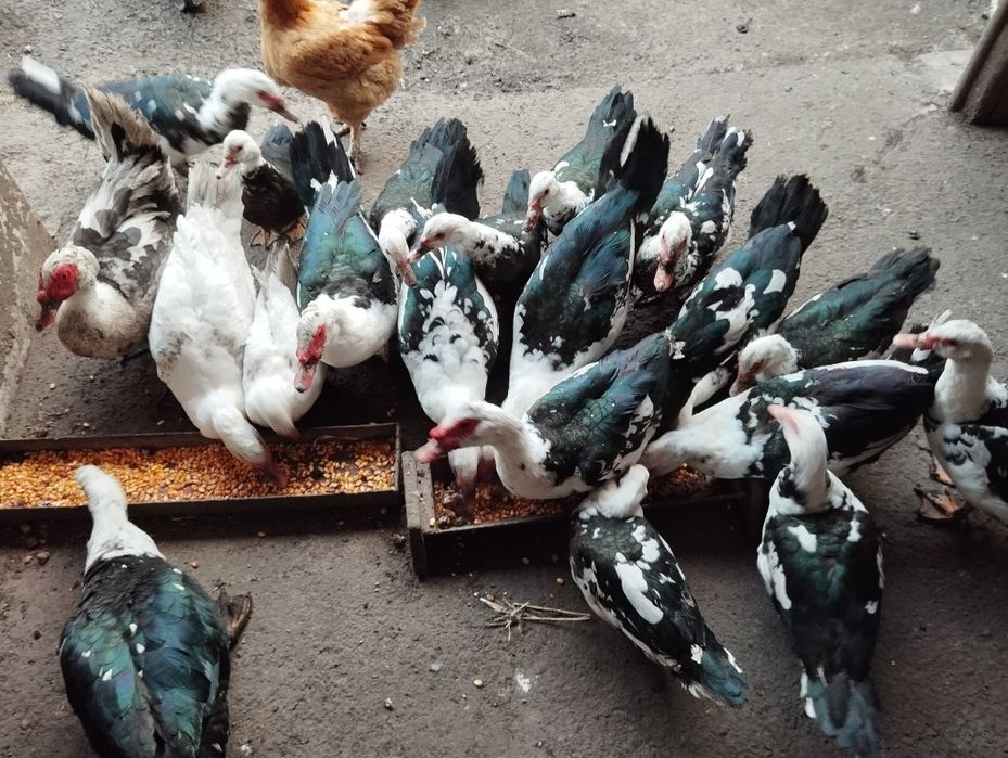 Продам індокачки, можна тушками.