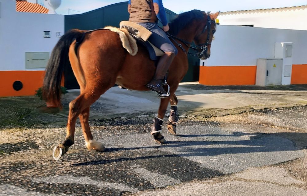 Cavalo castrado bem montado muito mansinho ideal para qualquer pessoa