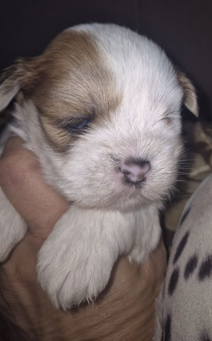 Piesek lhasa apso