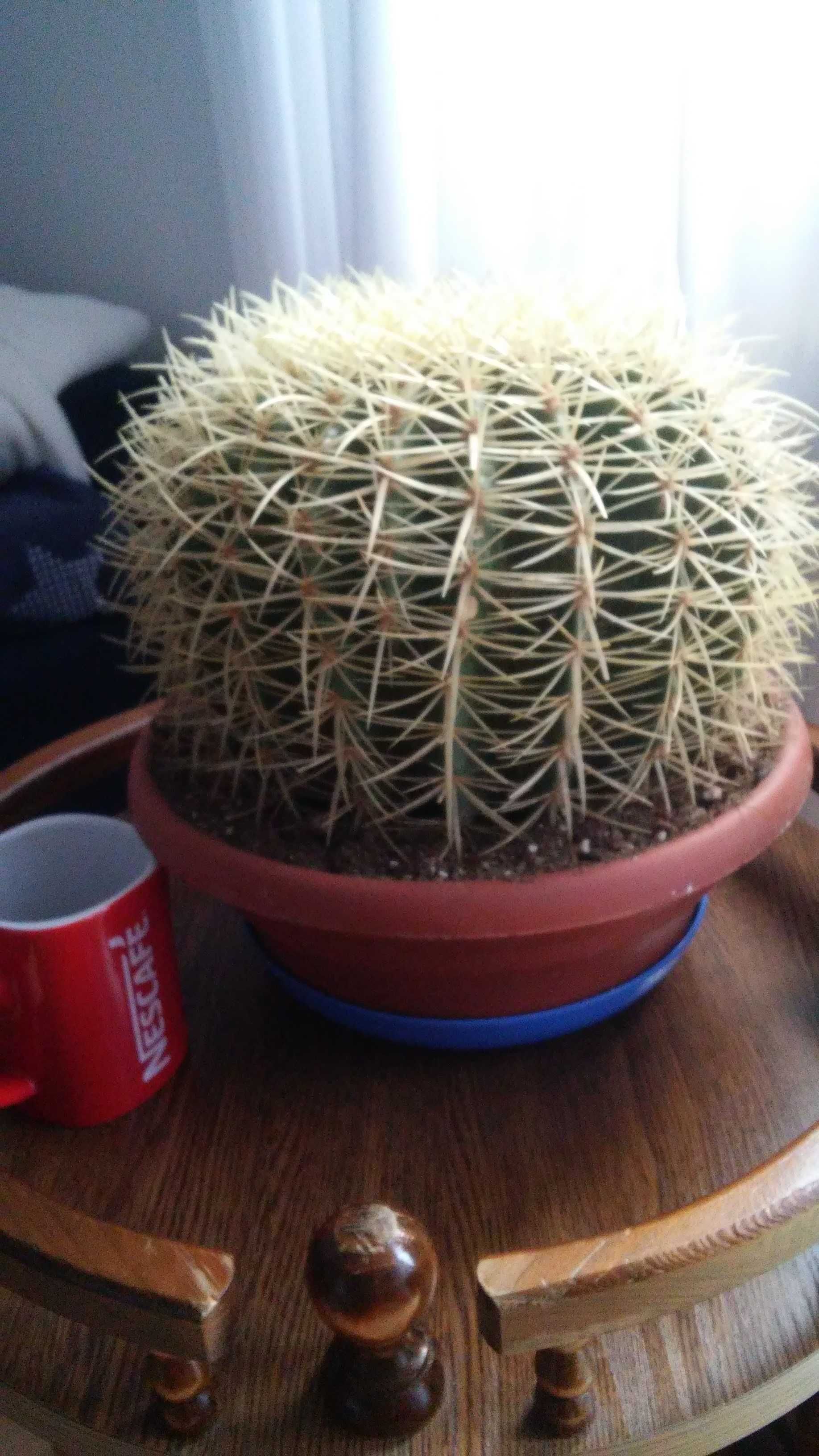 Sprzedam kaktusa grusonii [fotel teściowej]