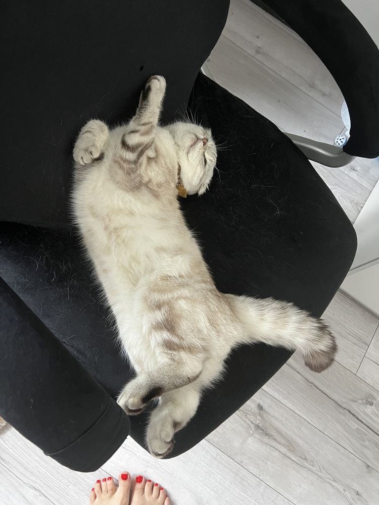 Шотландський фолд котик запрошує на вʼязку
