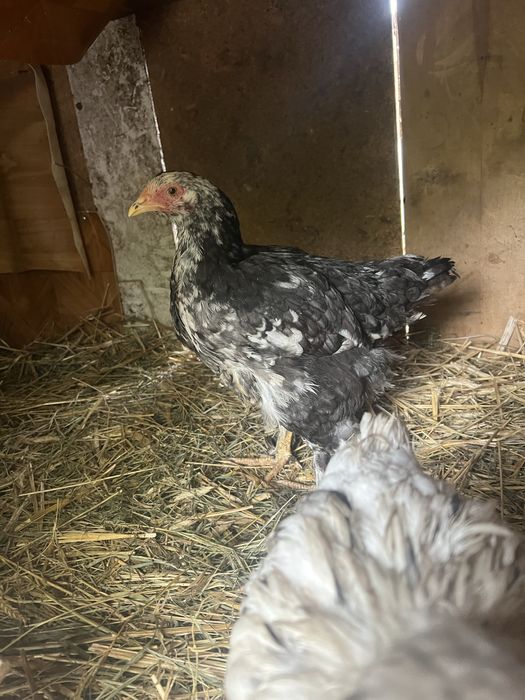 Kochin olbrzymi kury Kwoka brahma i 2 kurczaki kochin olbrymi