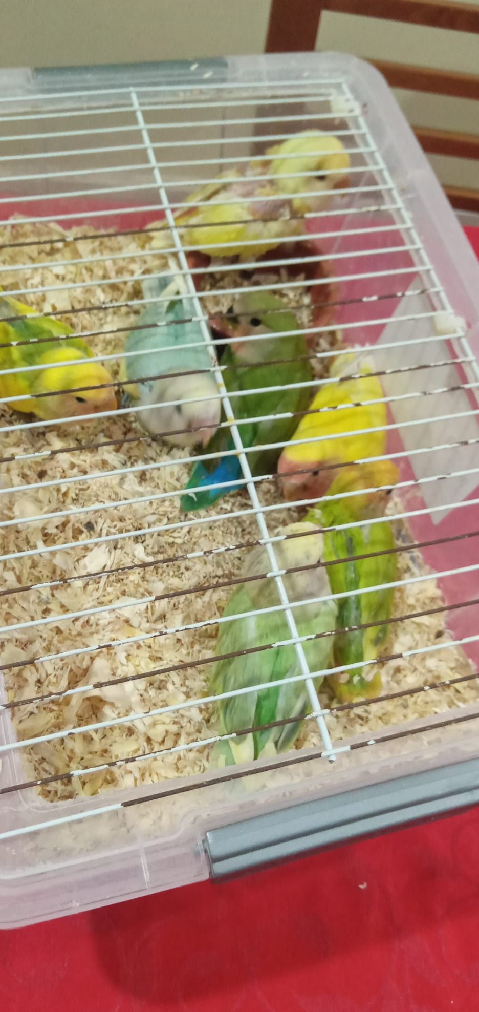 Cedem se agapornis e caturras domesticadas