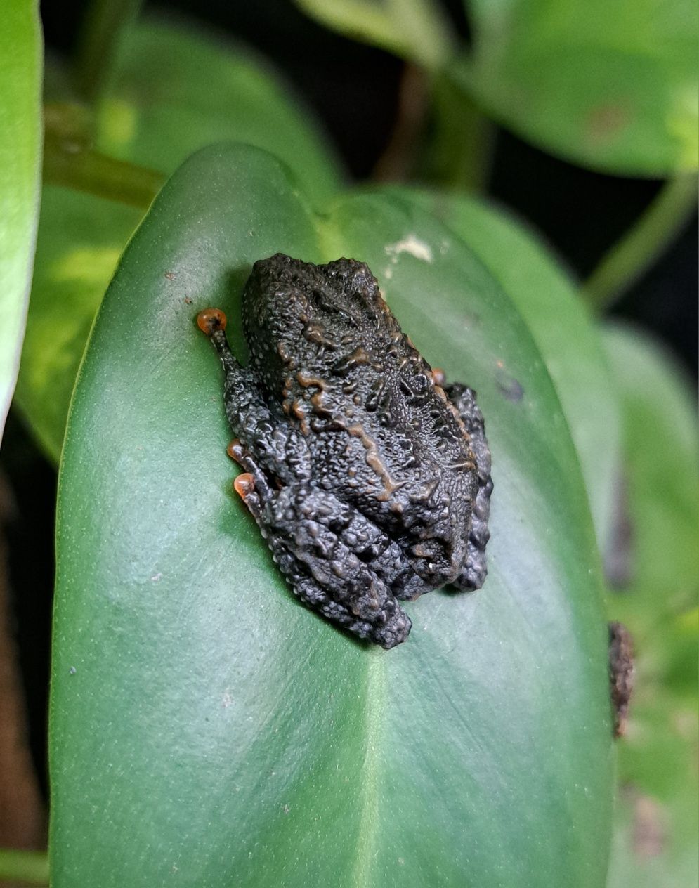 Theloderma leporosum / żaby egzotyczne