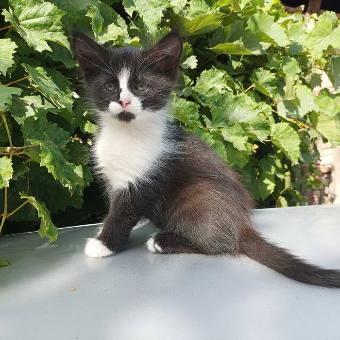 Котят отдам бесплатно