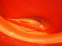 Zbrojnik (glonojad) albinos ok. 10 cm (Lublin LSM)